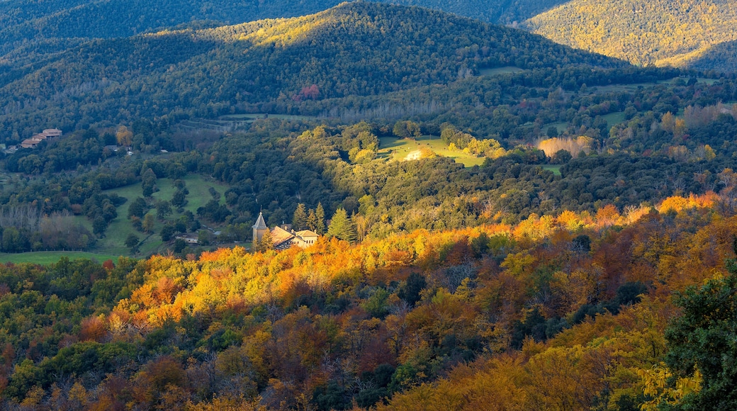 Beautifal autumn beech forest en mountain Montseny in Spain