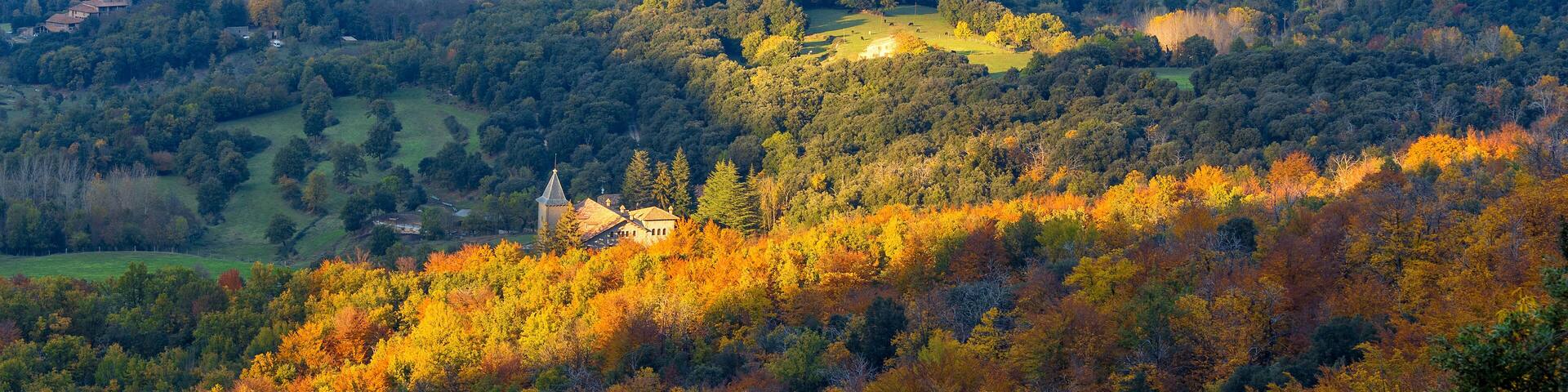 Beautifal autumn beech forest en mountain Montseny in Spain