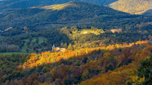Beautifal autumn beech forest en mountain Montseny in Spain