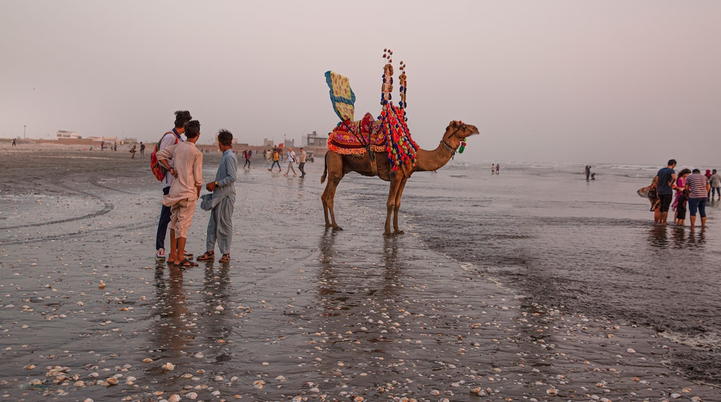 Local people with camel and tourists in Clifton beach in Karachi, Pakistan. The costline of Arabian sea.