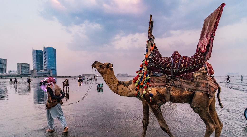 Decorated camel rides offered at the Clifton Beach in Karachi, Pakistan