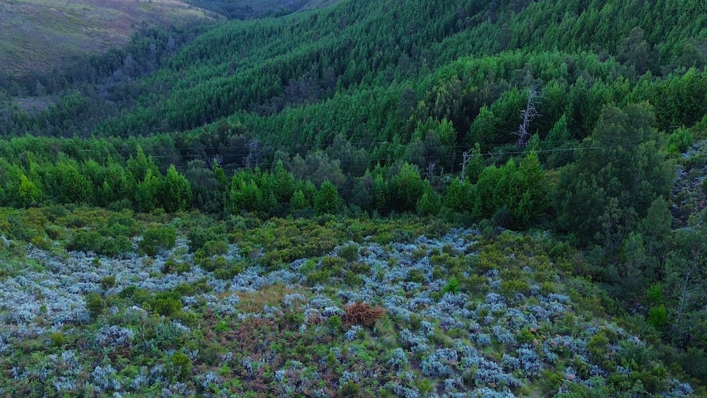 Aerial view of a Highland brush in Nyanga, Zimbabwe.