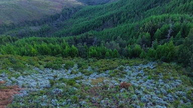 Aerial view of a Highland brush in Nyanga, Zimbabwe.