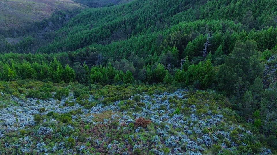 A mountainous landscape with dense forests and a field of blue heather.
