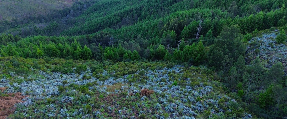 A mountainous landscape with dense forests and a field of blue heather.