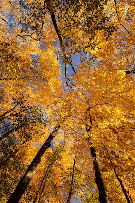 A forest with tall trees and yellow leaves against a clear blue sky.