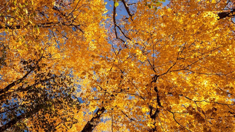 The canopy of yellow leaves shimmers in the autumn sun in Kettle Moraine State Forest, Wisconsin