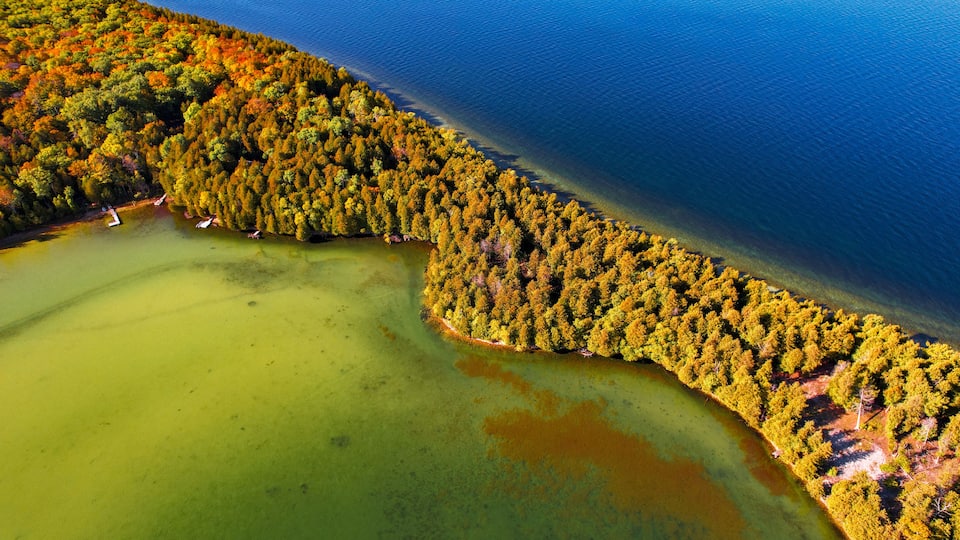 An aerial view of a coastal forest with a clear water body.
