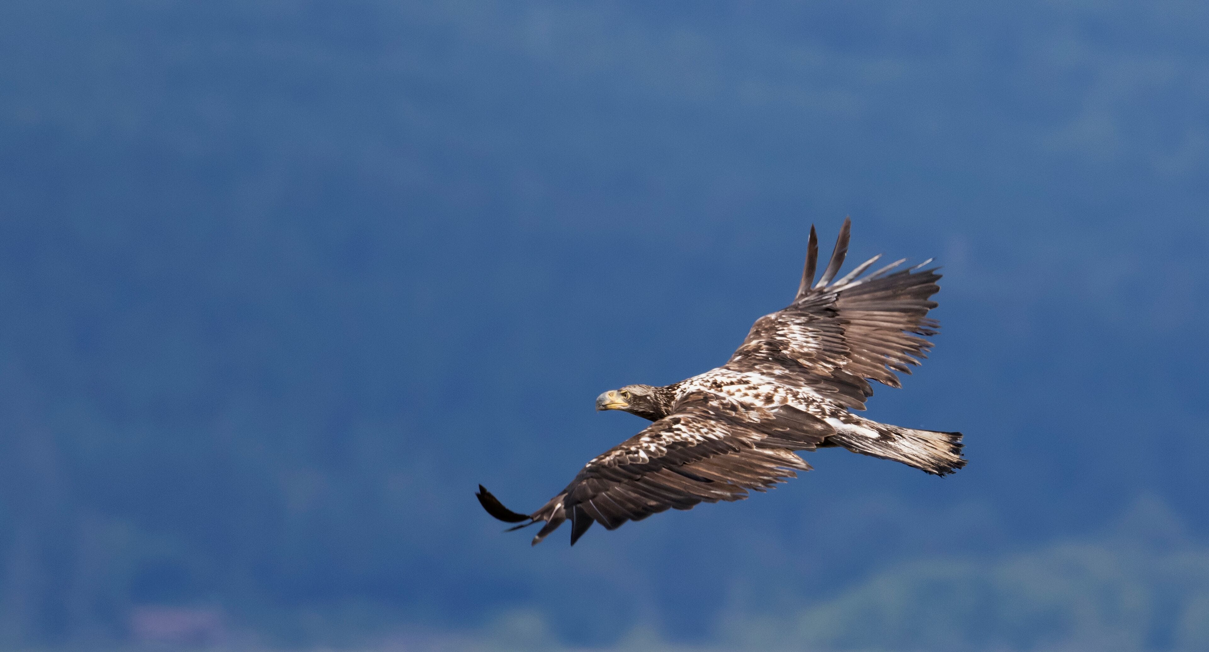 Juvenile Bald Eagle Flying