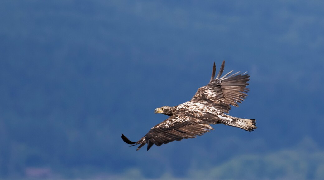 Juvenile Bald Eagle Flying