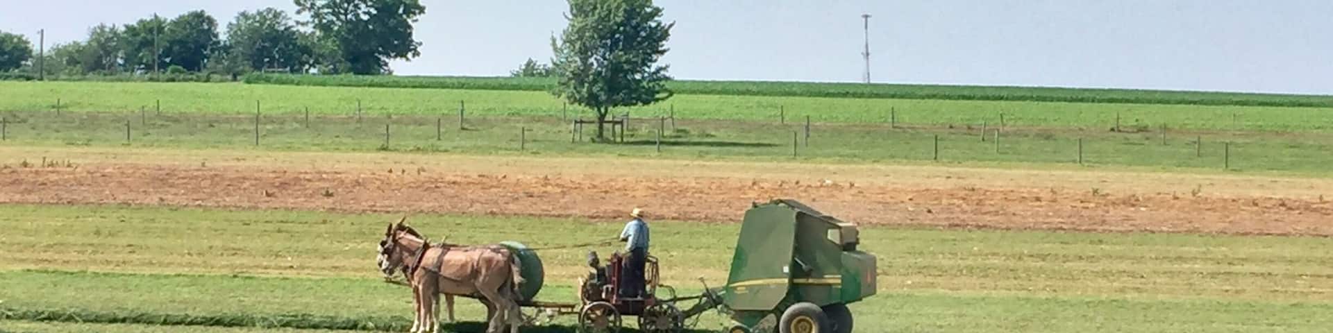 Amish Farmer and team baling the hay.