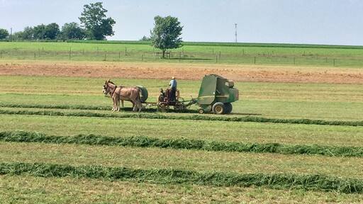 Amish Farmer and team baling the hay.