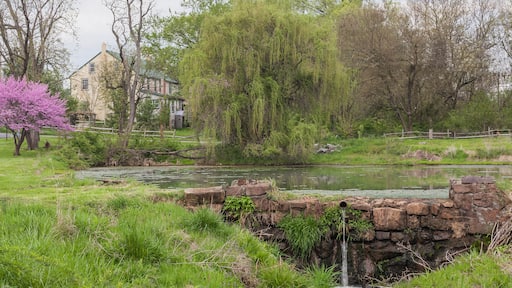 #weepingwillpw tree #pond