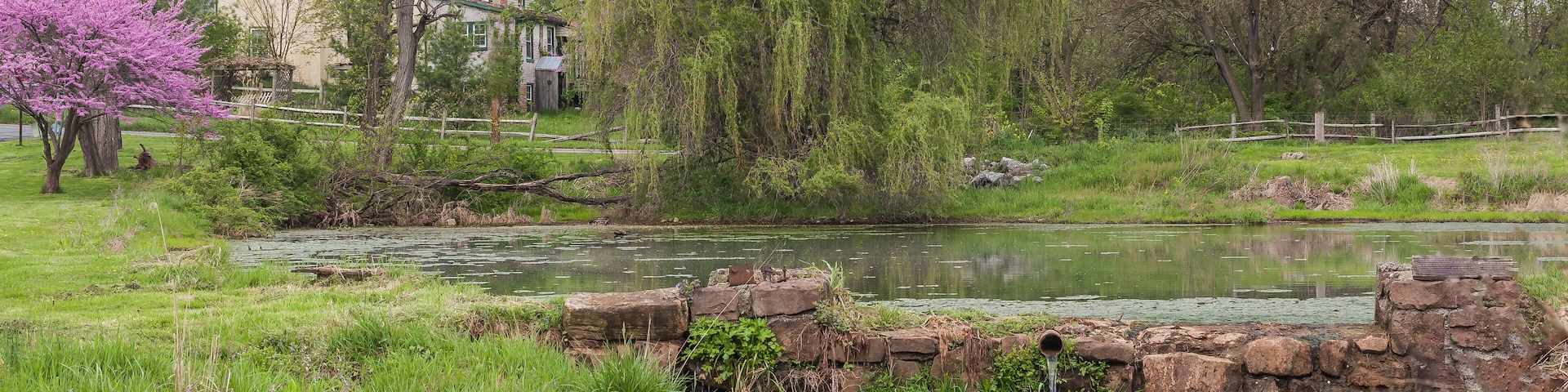 #weepingwillpw tree #pond