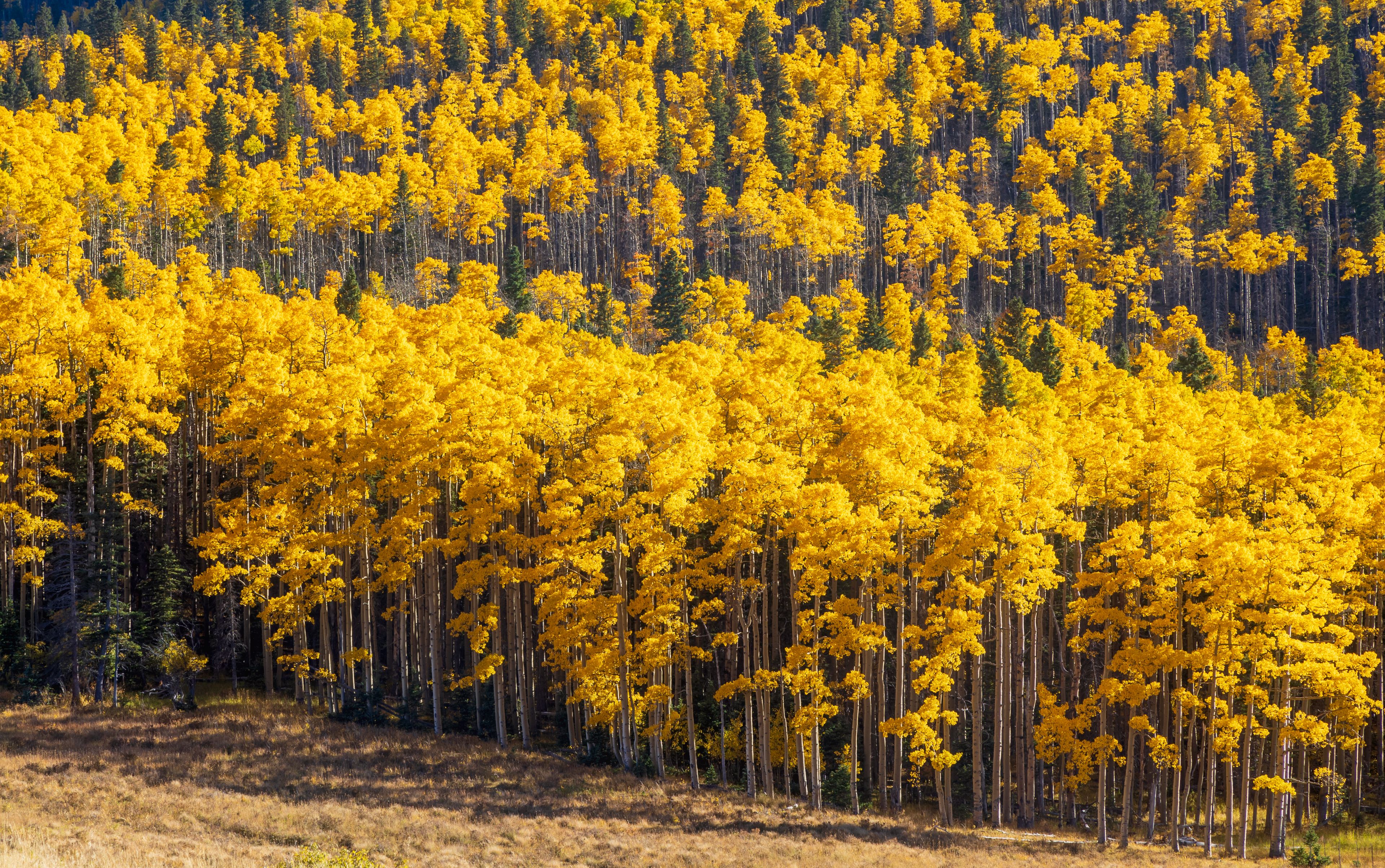 A dense forest of yellow trees.