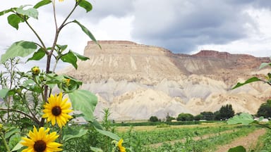 Un campo de girasoles con montañas al fondo.