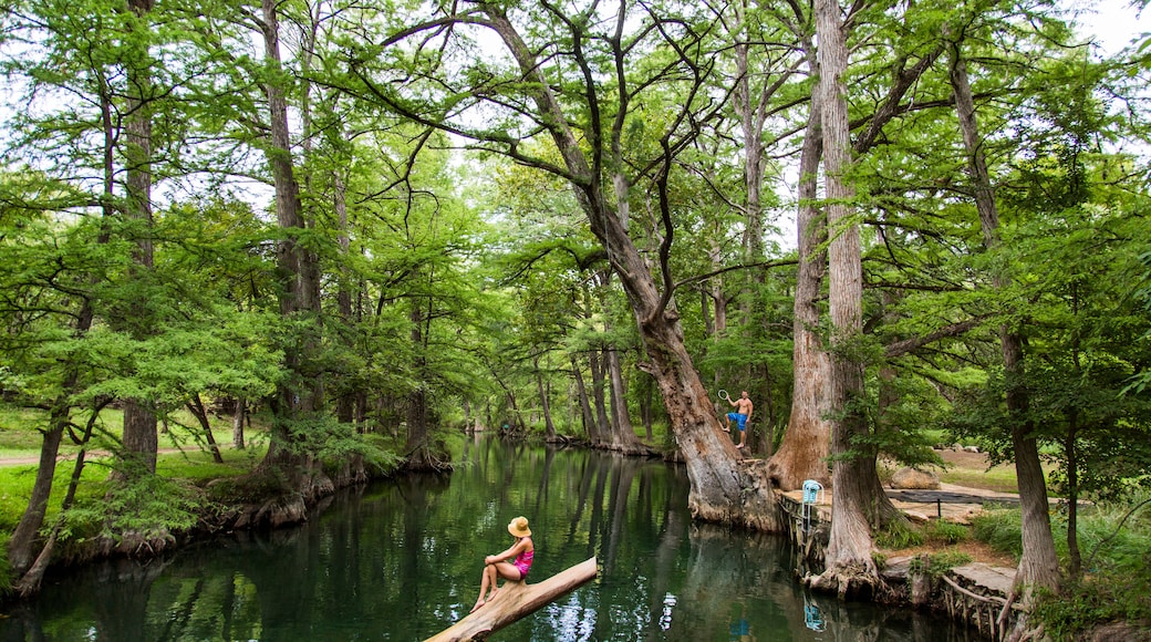 Un río tranquilo rodeado de exuberante vegetación y altos árboles.