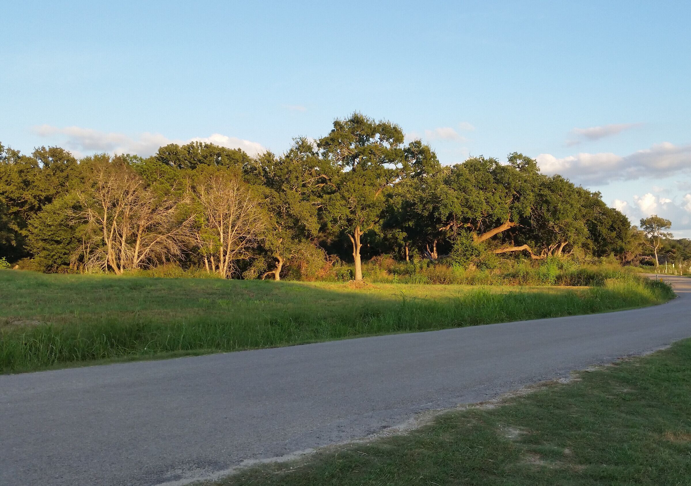 Evening light on the trees near the Blanco River, Wimberley, Texas