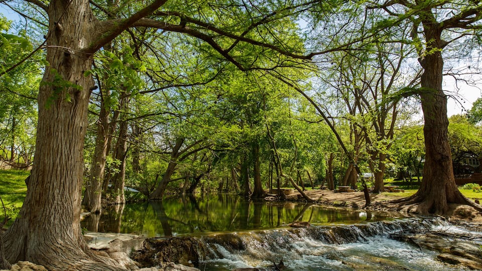 A serene river flowing through a lush forest with large trees and a small waterfall.