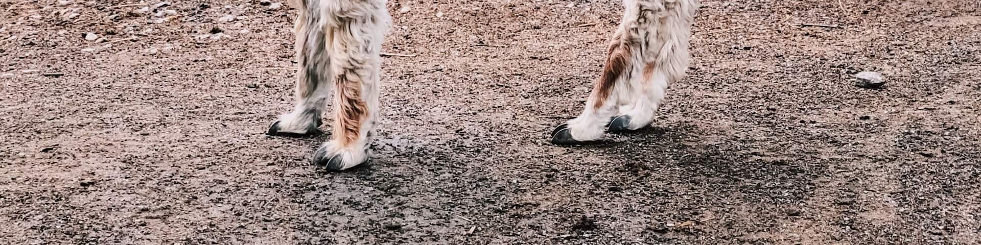 You can visit this awesome alpaca farm free of charge. They have chickens, rabbits, cows, and about 40 alpacas. Very cool experience!