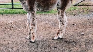 You can visit this awesome alpaca farm free of charge. They have chickens, rabbits, cows, and about 40 alpacas. Very cool experience!