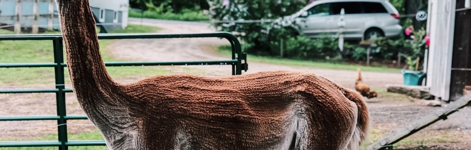 You can visit this awesome alpaca farm free of charge. They have chickens, rabbits, cows, and about 40 alpacas. Very cool experience!