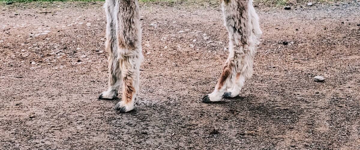 You can visit this awesome alpaca farm free of charge. They have chickens, rabbits, cows, and about 40 alpacas. Very cool experience!