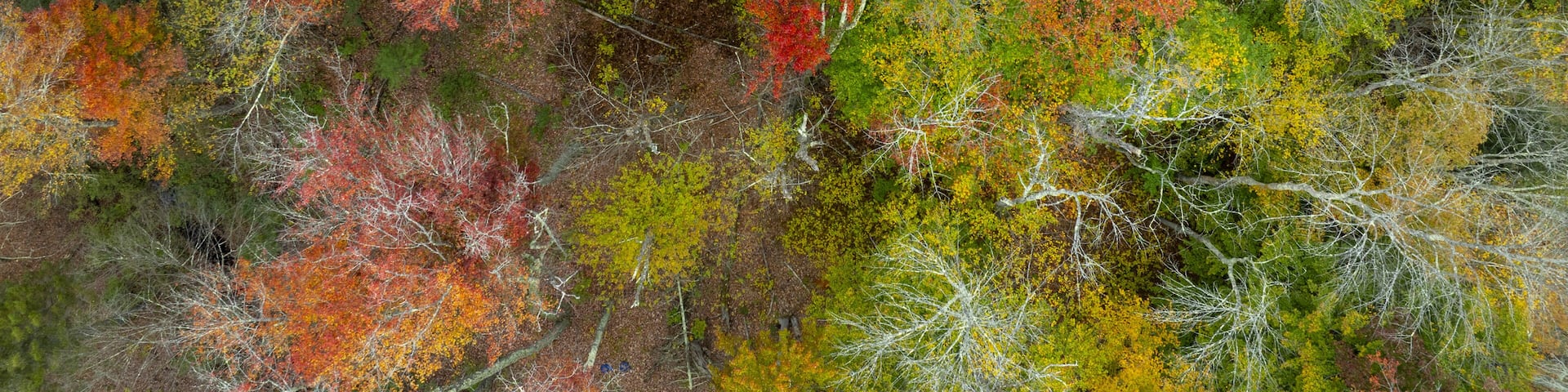 Aerial view of a vibrant tapestry of autumn foliage painted across the landscape in fiery reds, oranges, yellows, and greens, New London, New Hampshire, United States.