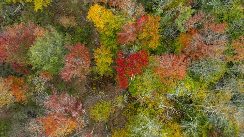 A dense forest with a variety of trees displaying autumn colors.