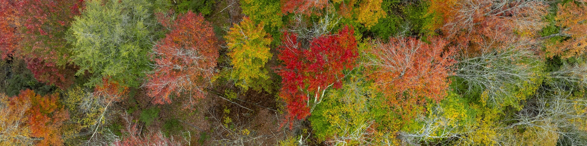 Aerial view of a vibrant tapestry of autumn foliage painted across the landscape in fiery reds, oranges, yellows, and greens, New London, New Hampshire, United States.
