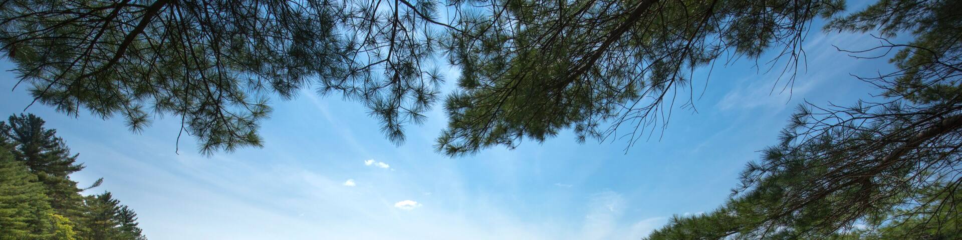 Swamp with beaver pond in New London, New Hampshire.