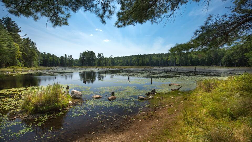 A serene lake surrounded by dense forest and a clear sky.