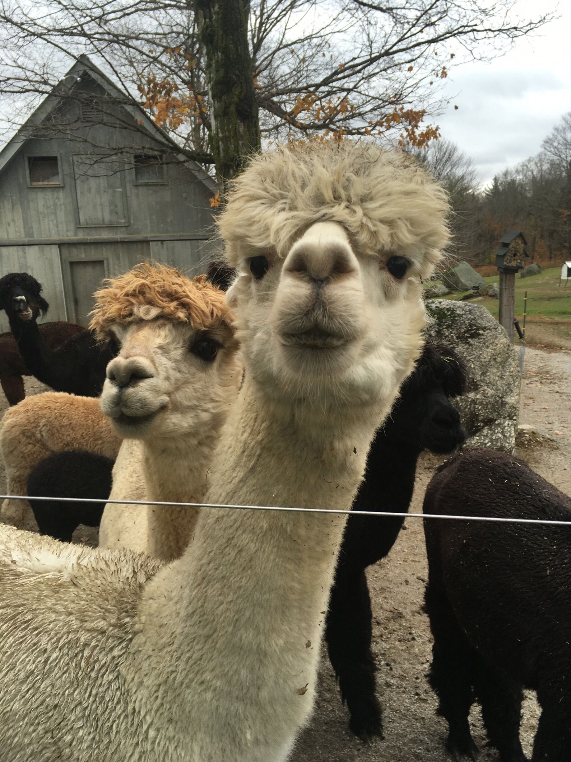 If you're in the area, check this place out. The owner is a sweetheart and the alpacas, angora rabbits, and chickens are adorable. Plus, the alpaca socks I purchased are the most comfortable socks I've ever owned. They're and comfortable as slippers. 