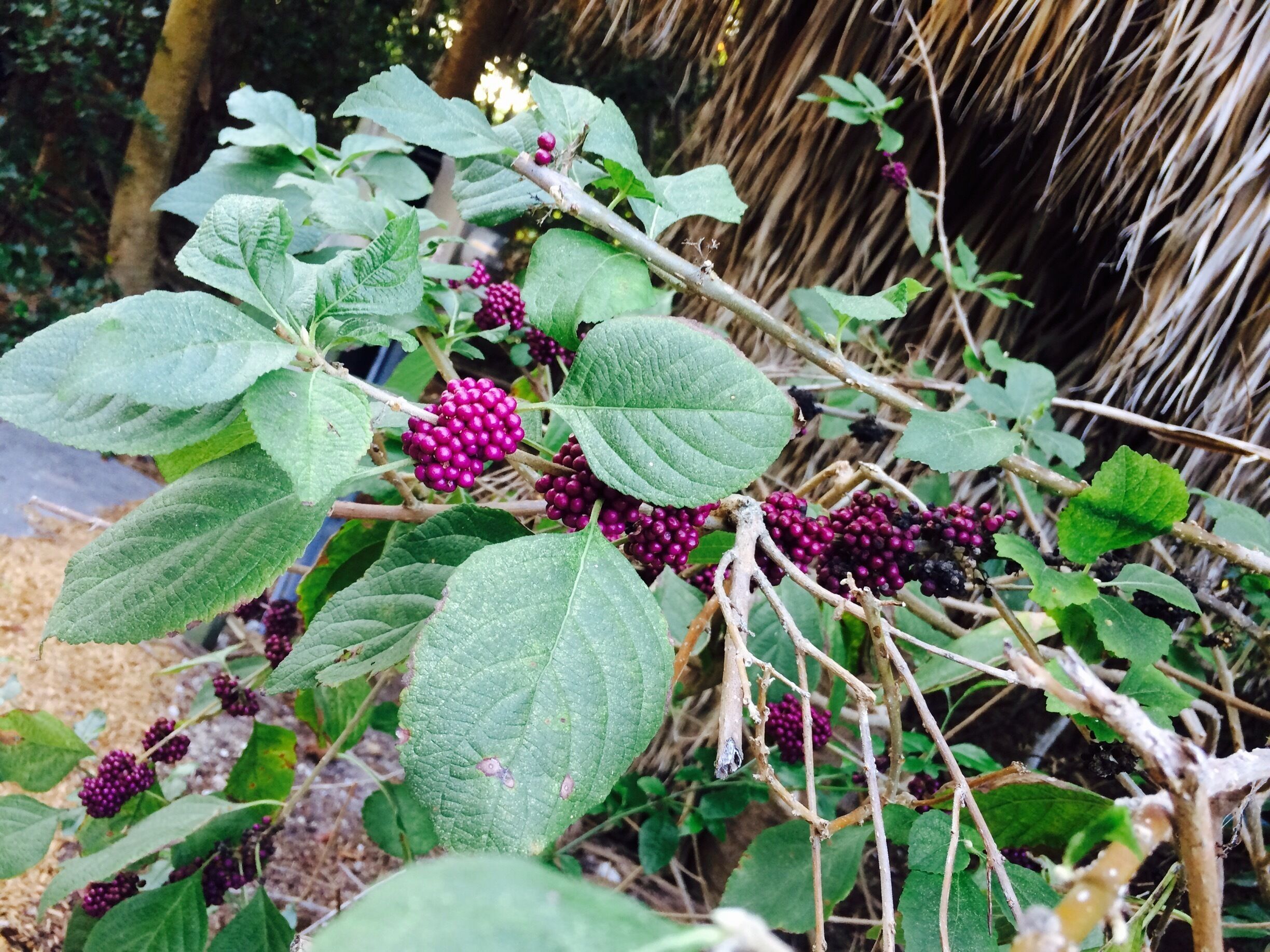 Beauty Berry Plant