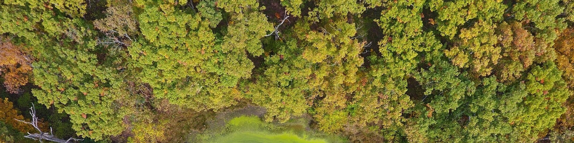 Found a nasty but beautiful pond full of algae just outside of a picnic area in the southwest corner of the park.