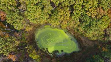 Found a nasty but beautiful pond full of algae just outside of a picnic area in the southwest corner of the park.