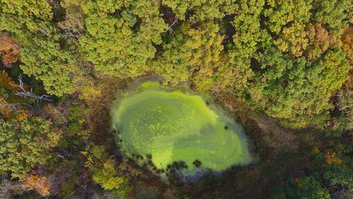 Found a nasty but beautiful pond full of algae just outside of a picnic area in the southwest corner of the park.