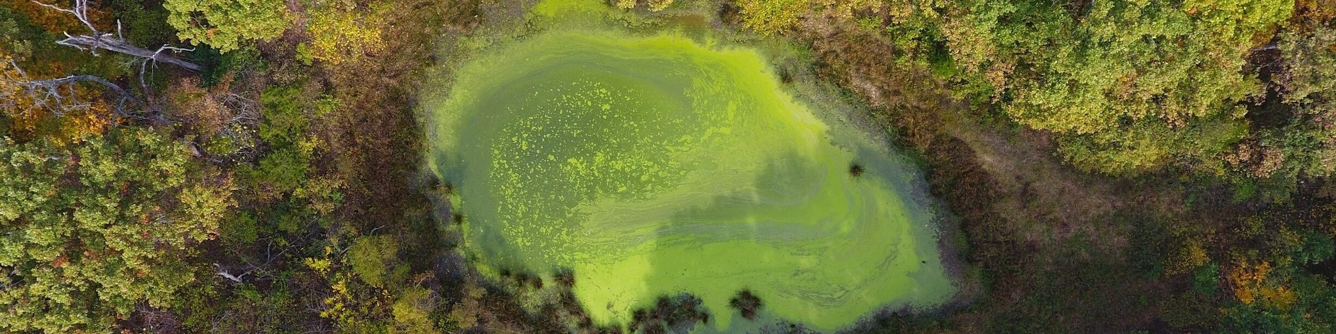 Found a nasty but beautiful pond full of algae just outside of a picnic area in the southwest corner of the park.
