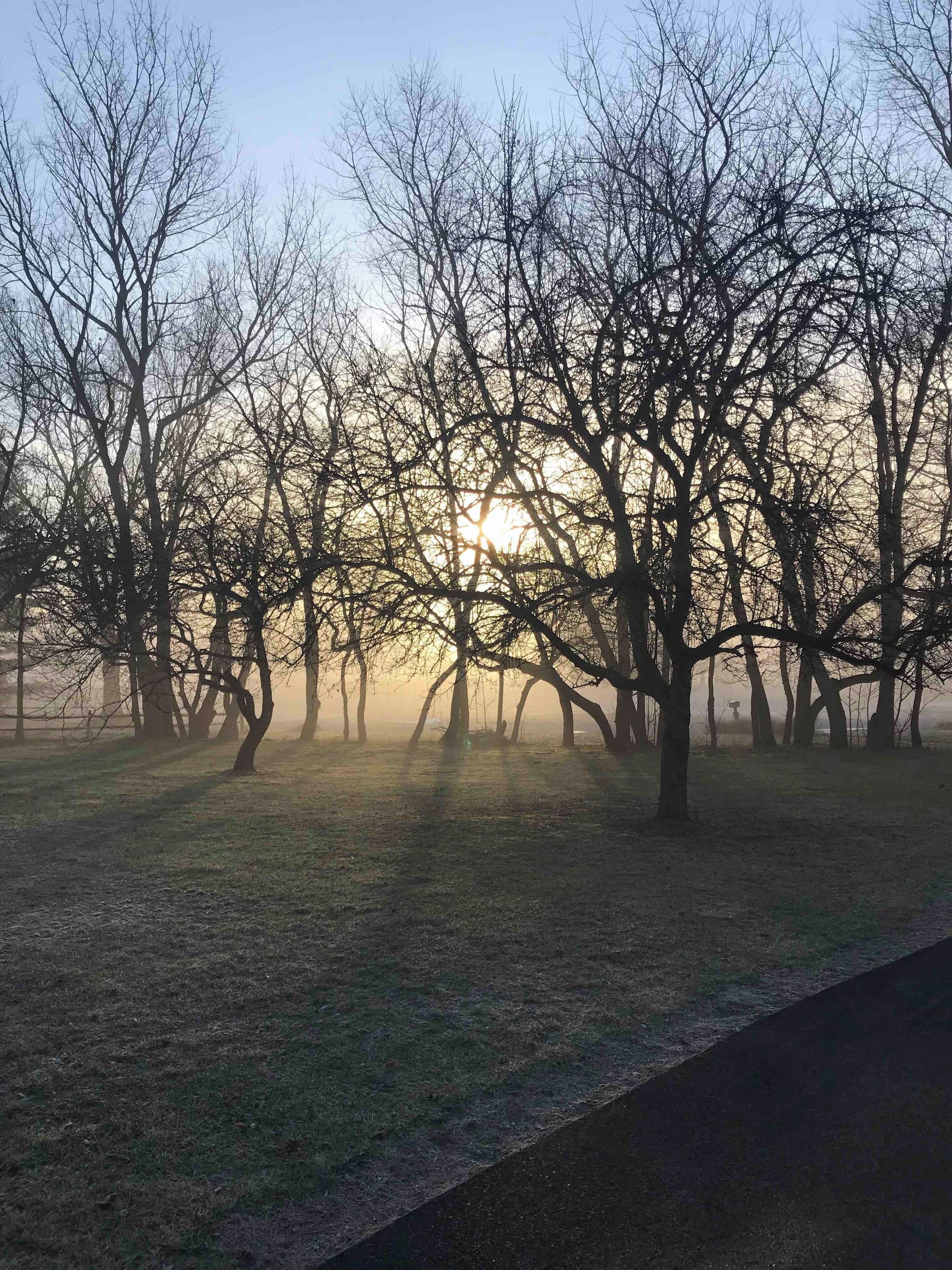 Front yard view through the trees.