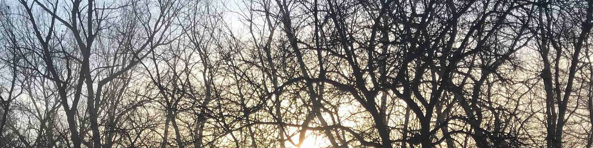 Front yard view through the trees.