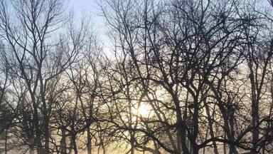 Front yard view through the trees.