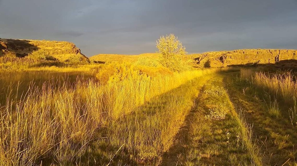 Loved how the sun set and turned the grass into gold!