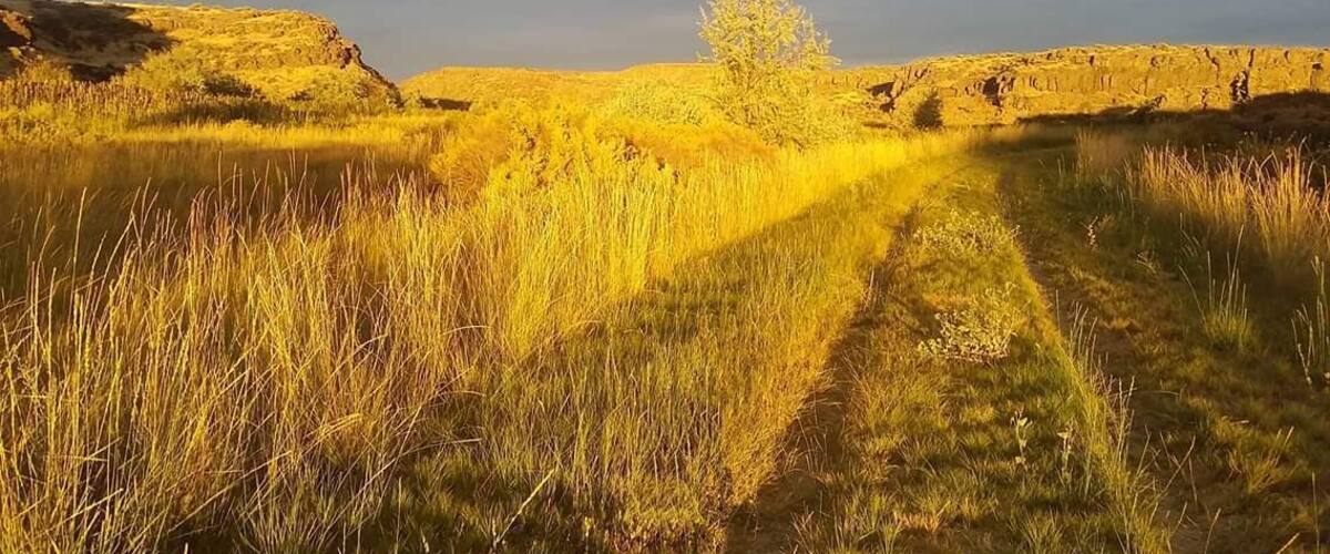 Loved how the sun set and turned the grass into gold!