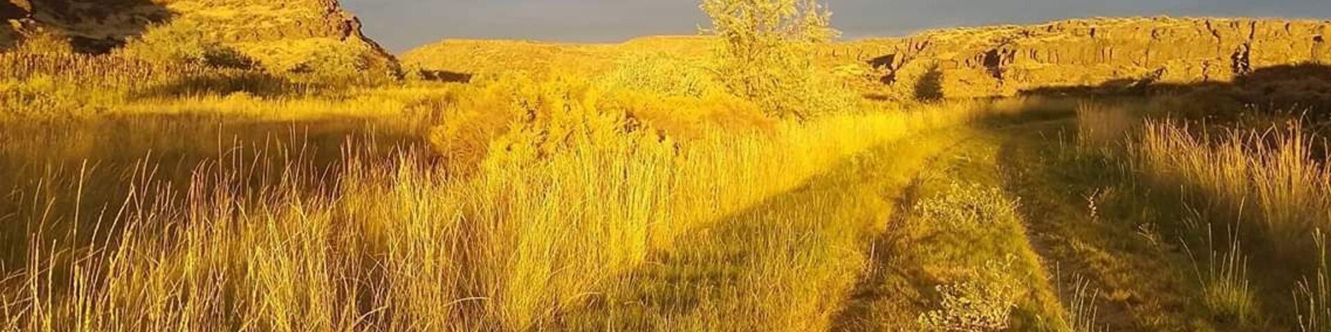 Loved how the sun set and turned the grass into gold!