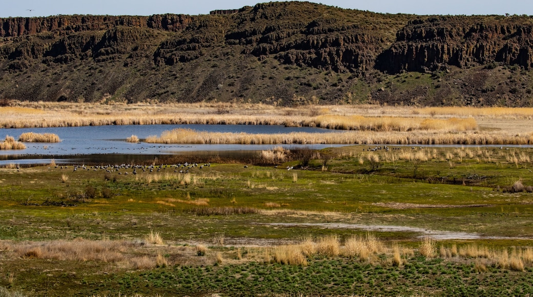 Pothole Lake and Basalt Cliffs in Columbia National Wildlife Refuge Near Othello Washington in Spring