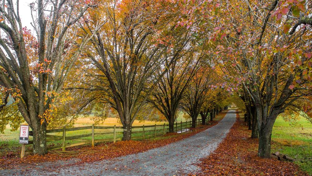 Un chemin bordé d’arbres aux feuilles d’automne, un panneau indiquant la limite de vitesse et un panneau interdisant l’accès.