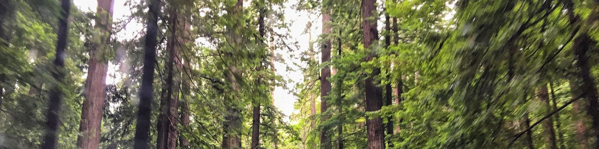 Driving underneath the giant redwoods is a common sight in Humboldt County. California’s wild north is filled with beauty. Crossing over the highway from Weaverville, Grizzly creek has options for camping, swimming, and boasts this windshield view.
#ontheroad #redwoods #roadtrip #humboldtcounty #grizzlycreek