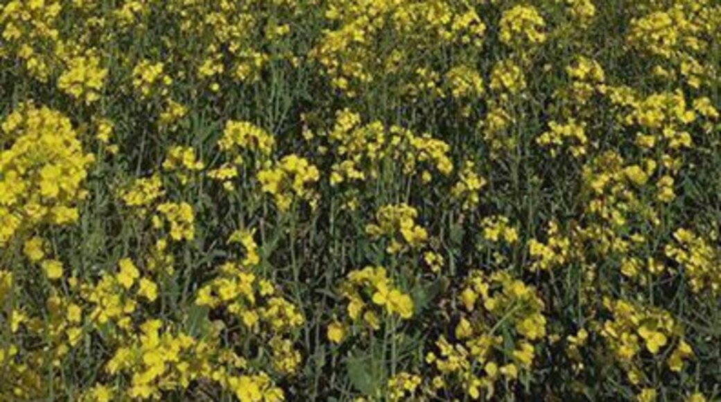 Canola fields,near York. About 1 hour drive east of Perth