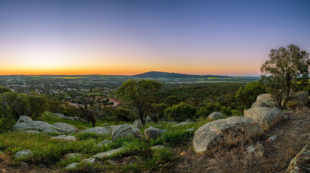 Canola Fields in York Western Australia