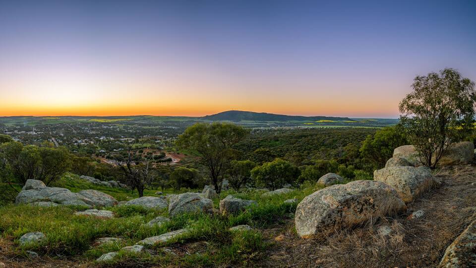 Canola Fields in York Western Australia